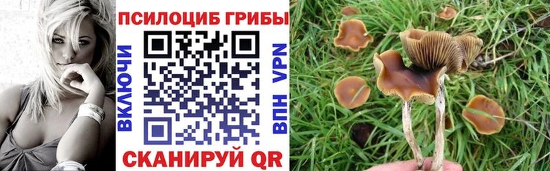 Псилоцибиновые грибы Cubensis  Сортавала 
